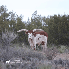 Wildlife | Jayhawk Creek Ranch