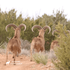 Wildlife | Jayhawk Creek Ranch | Deer