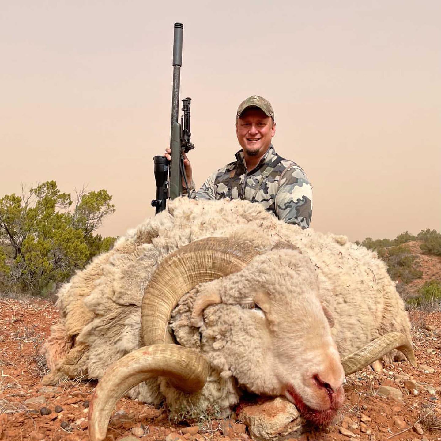 Merino | Harvested | Jayhawk