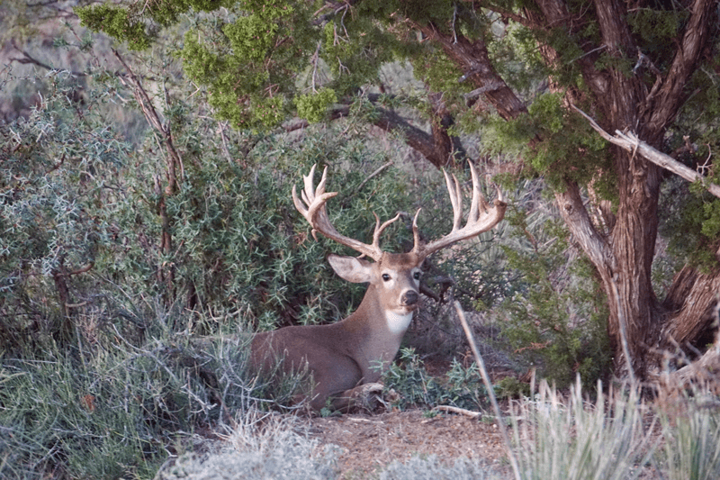 compressed deer-sitting